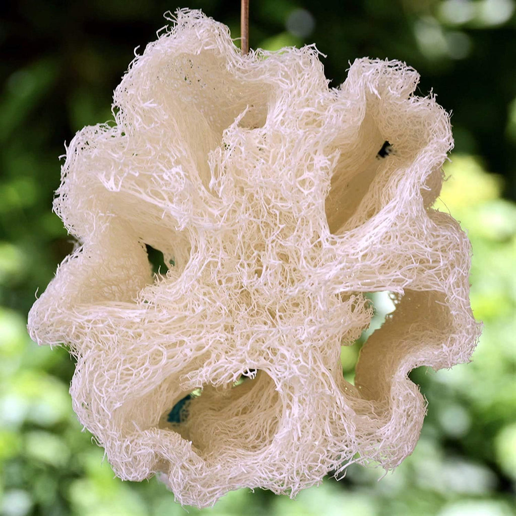 2 Natural Egyptian Loofahs Exfoliating Scrubber for Shower, Natural Loofah Sponge Body Scrubber, Deep Clean & Invigorate Your Skin, for Men and Women