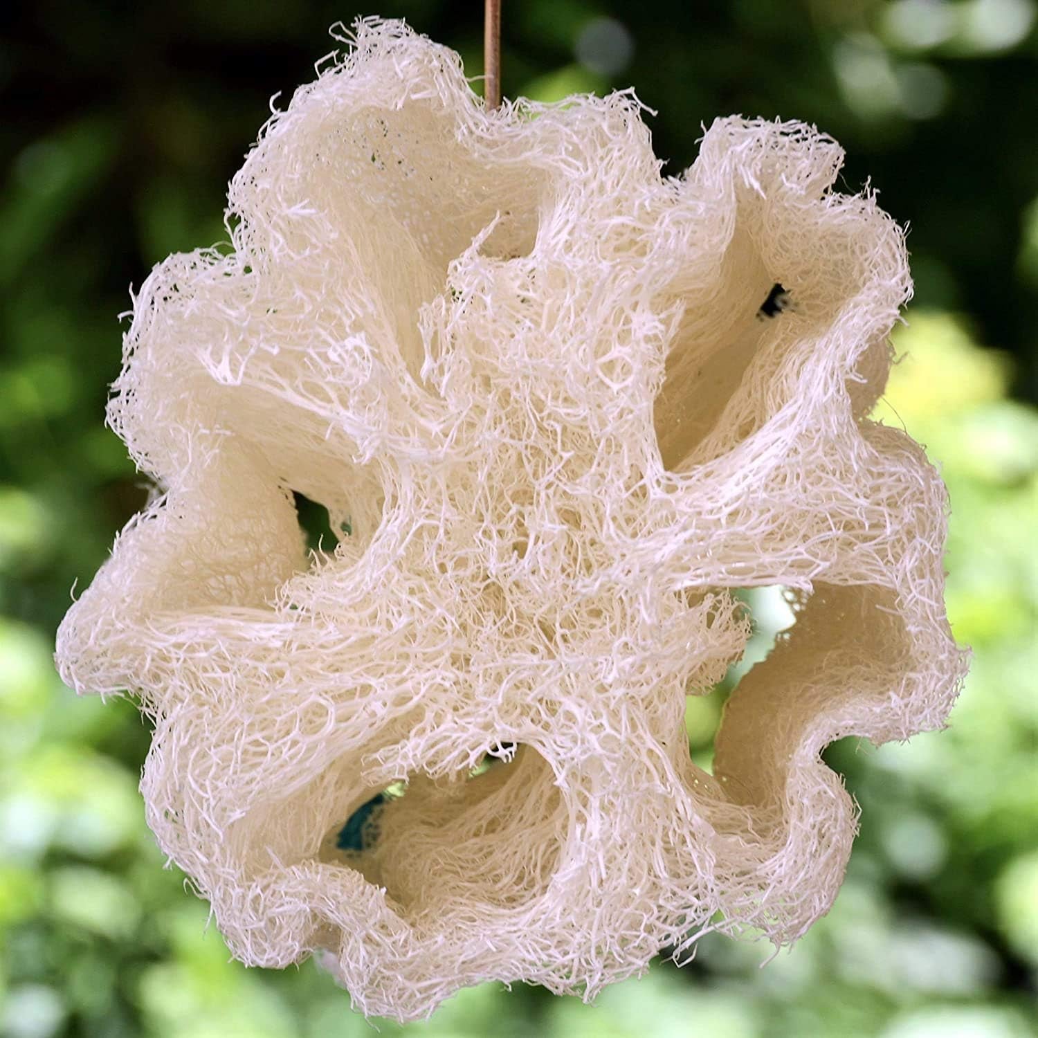 2 Natural Egyptian Loofahs Exfoliating Scrubber for Shower, Natural Loofah Sponge Body Scrubber, Deep Clean & Invigorate Your Skin, for Men and Women